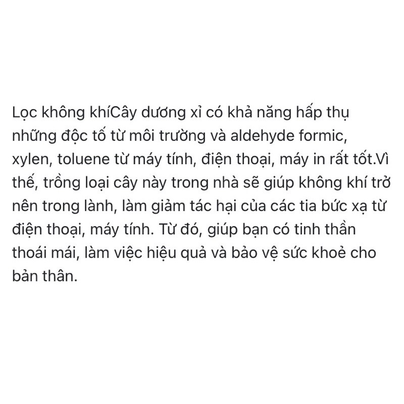 dương xỉ thân gỗ nhỏ (trồng chậu để bàn)gốc đã dâm ủ