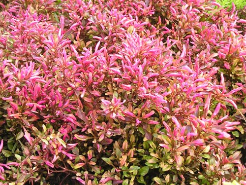 Diệu Kỷ Đỏ - Chậu Hoa