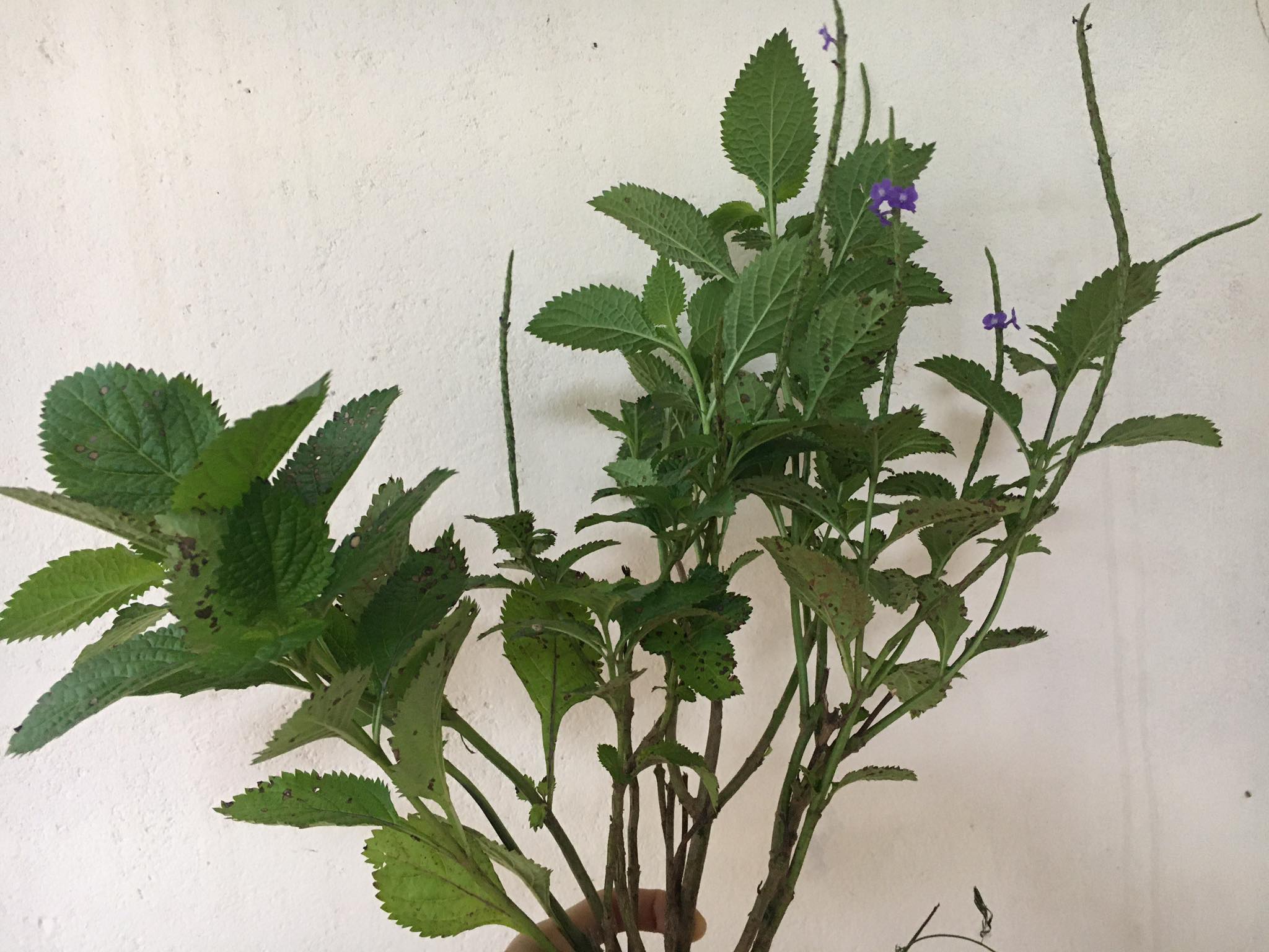 Cây giống Đuôi Chuột (mạch lạc)