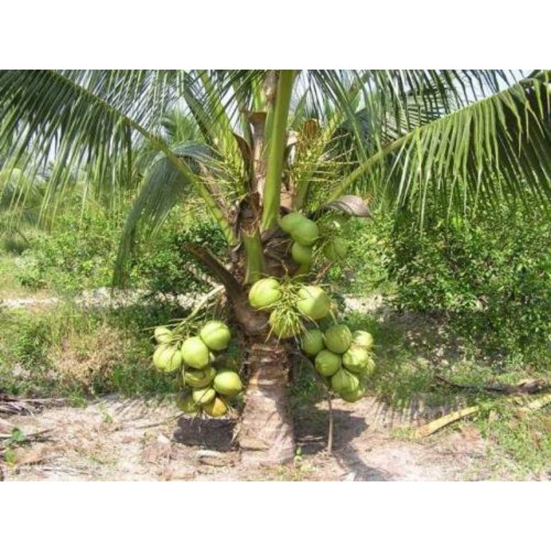 CÂY GIỐNG DỪA XIÊM XANH LÙN (cây giống siêu sớm có bảo hành )