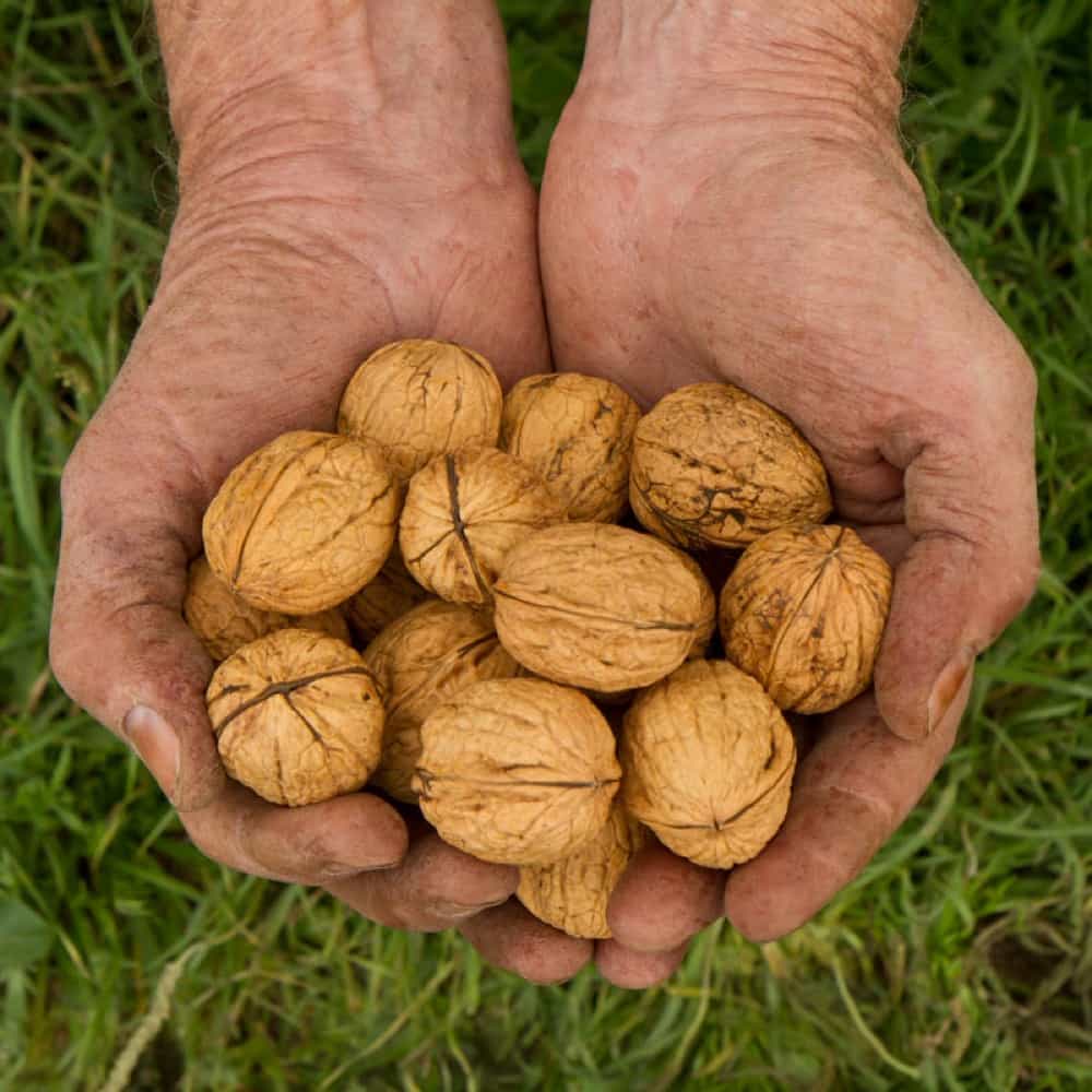 [HCM]Quả Óc chó đỏ Mỹ Nhập Khẩu 500G