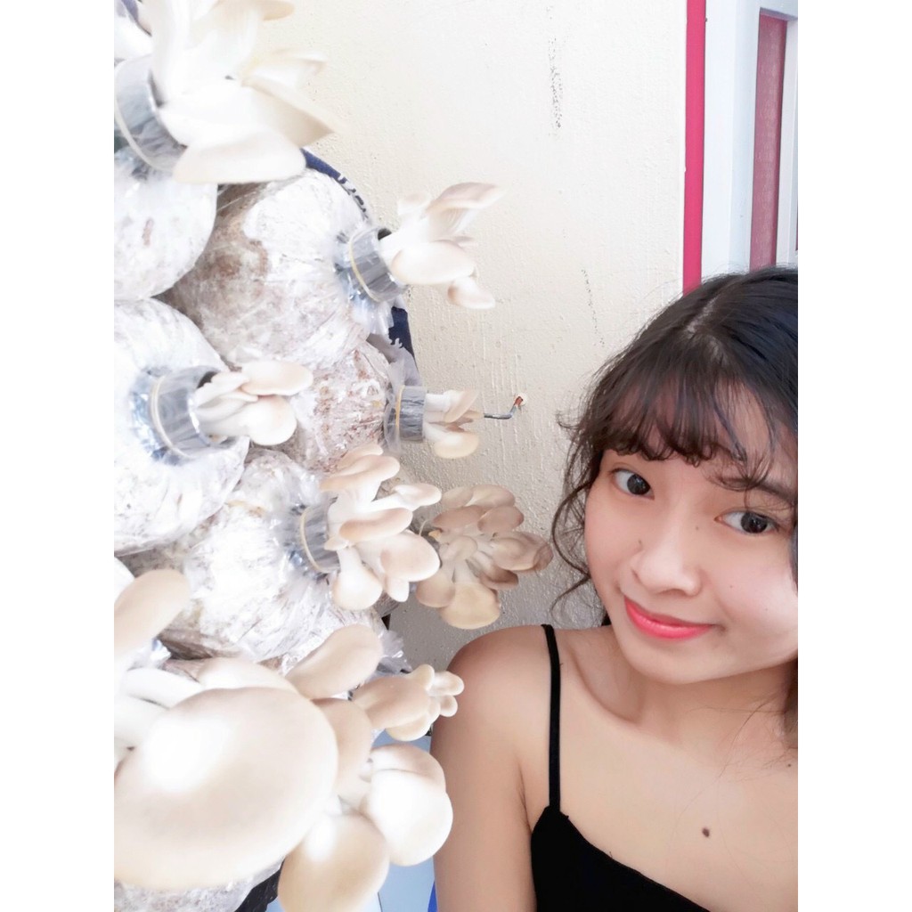 Phôi Nấm Bào Ngư Xám (9 Phôi) [Cantho Farm]