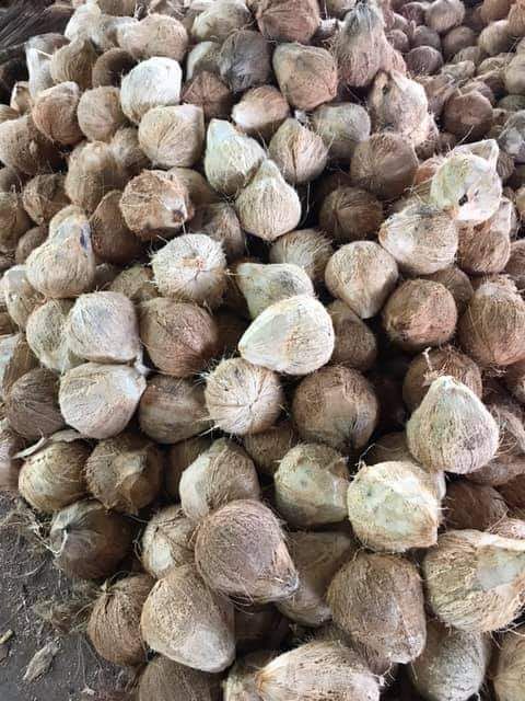 Dừa khô 1 trái trên 1kg