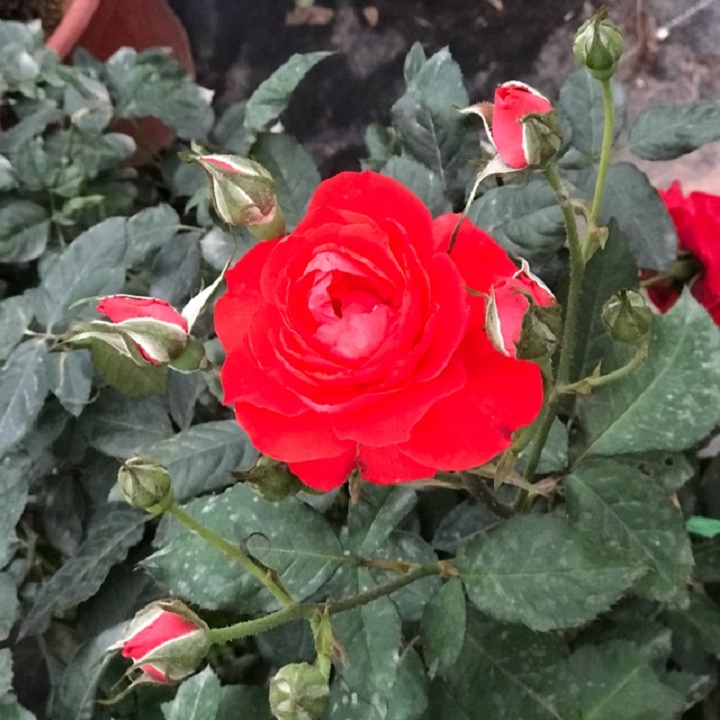 CHẬU HOA HỒNG TỐ NỮ, CÂY ĐANG NỤ