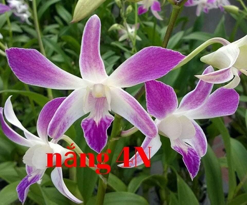 Denro Nắng 4N