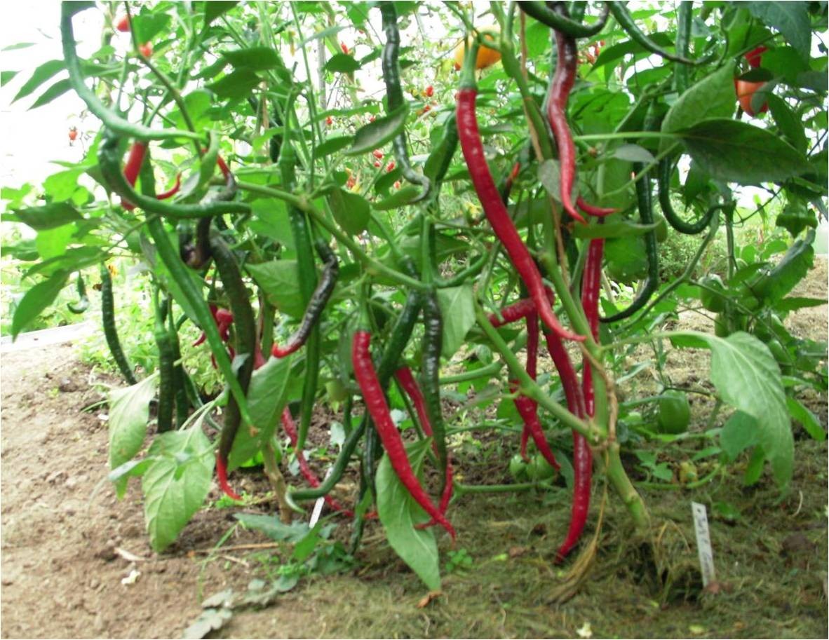 Túi 30 Hạt giống Ớt Đậu đũa