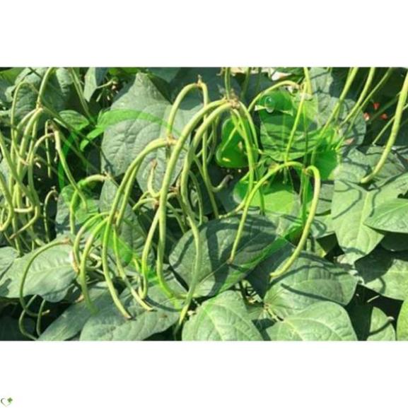Hạt giống đậu đũa hạt đen dạng cây - Gói 20g