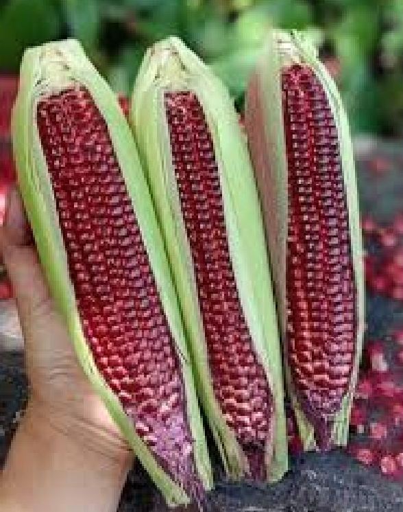 Hạt giống ngô Nữ Hoàng đỏ - gói 5gr