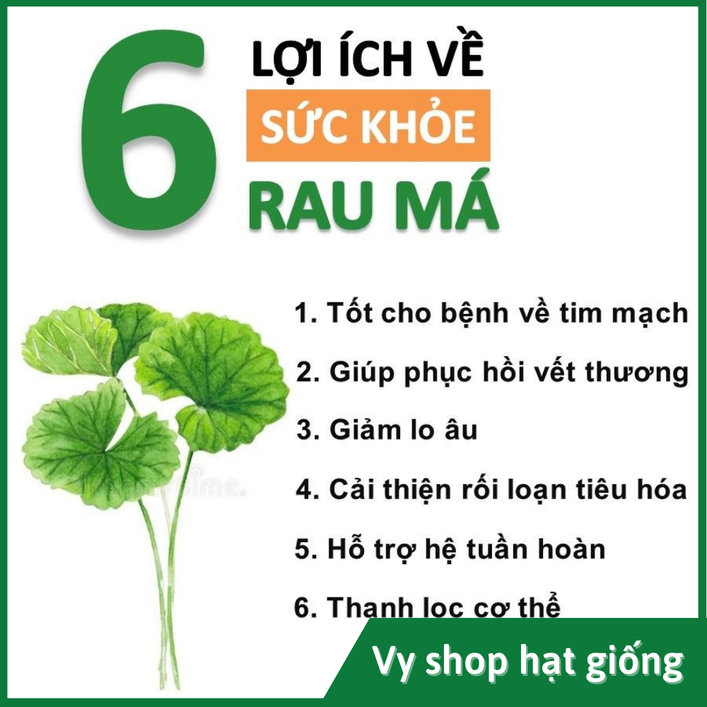 Hạt giống rau má Thái Lan gói 500 hạt