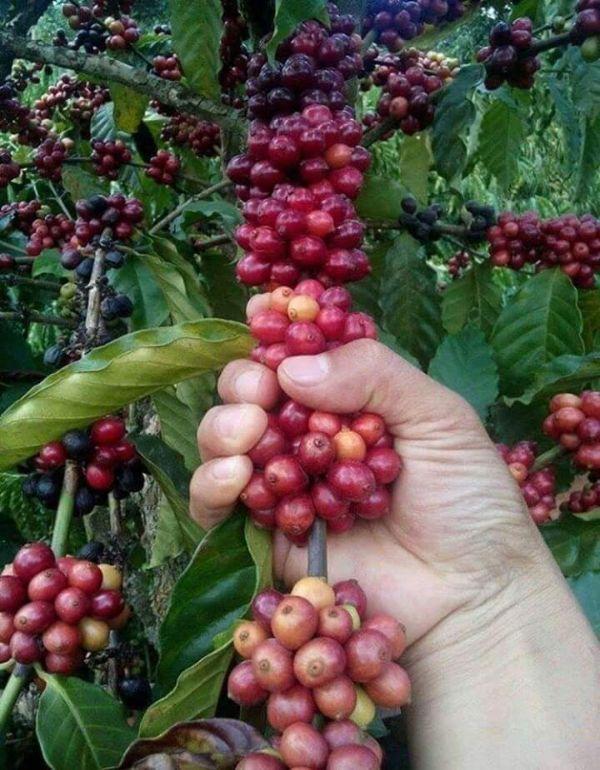nhân cà phê sống Robusta 5kg