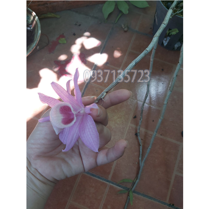 cây lan giả hạc pháp cây lớn