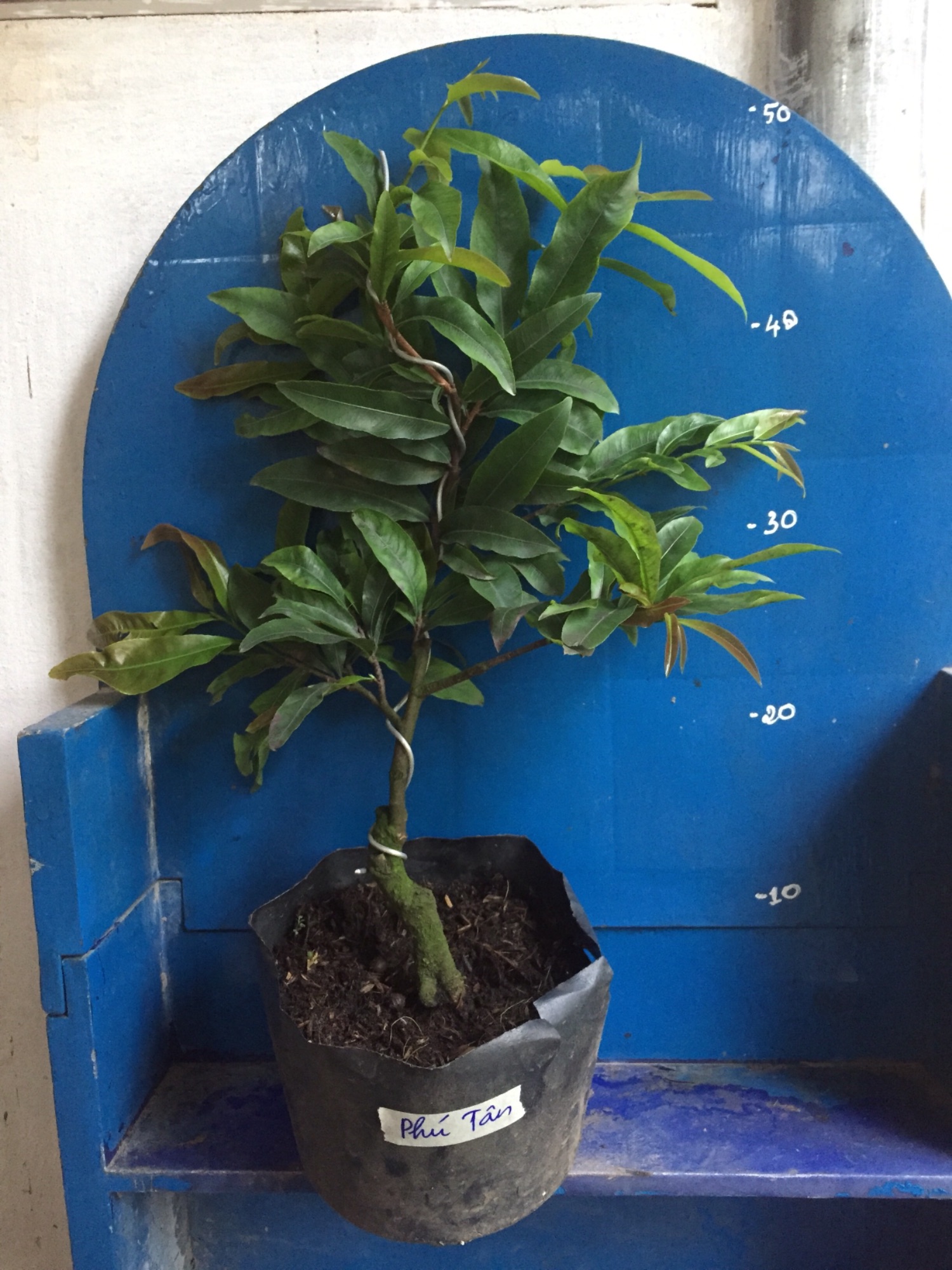 2 Cây Mai Giảo Phú Tân cỡ trung