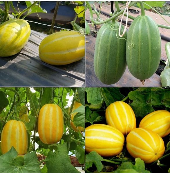 Túi 20 hạt giống dưa lê thơm hàn quốc . hạt giống chất lượng cao