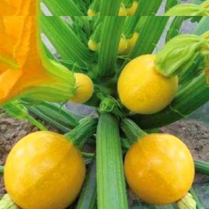 Hạt giống bí ngòi tròn vàng -10 hạt