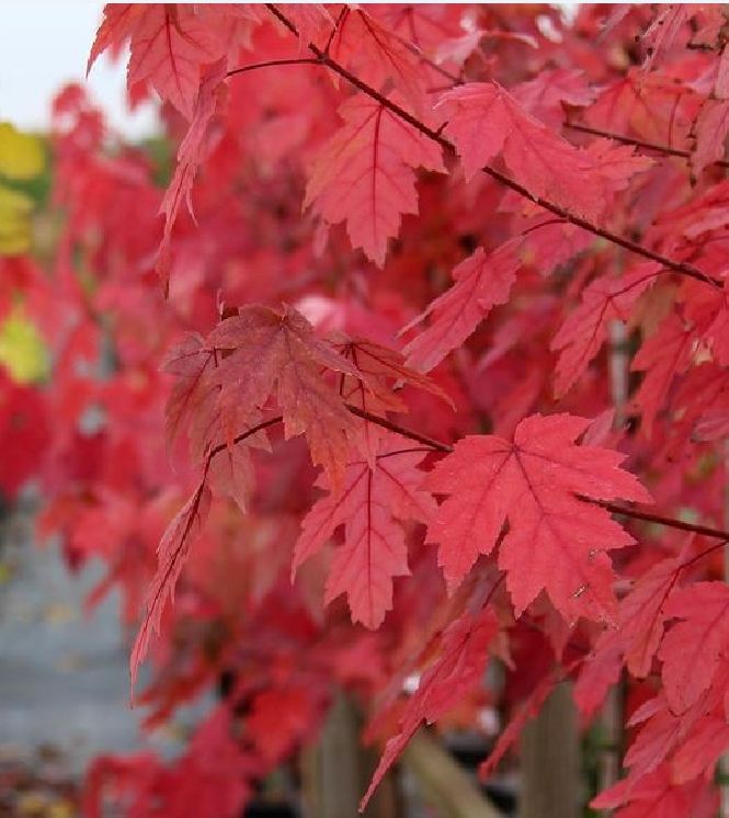 Hạt giống cây phong lá đỏ  ( 1 gói 10 hạt )