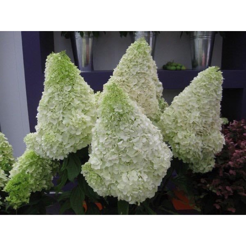 Củ hoa cúc Cẩm cầu đổi màu hoa tết(sét 10củ mix màu)