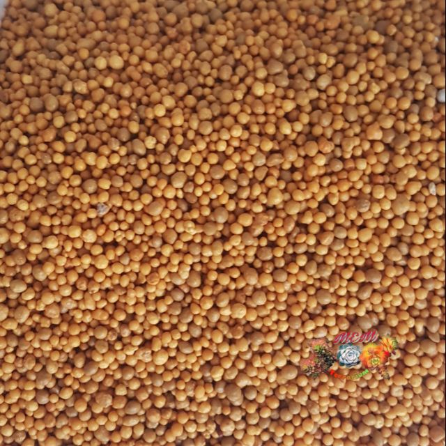 Phân tan chậm vàng Thái Lan