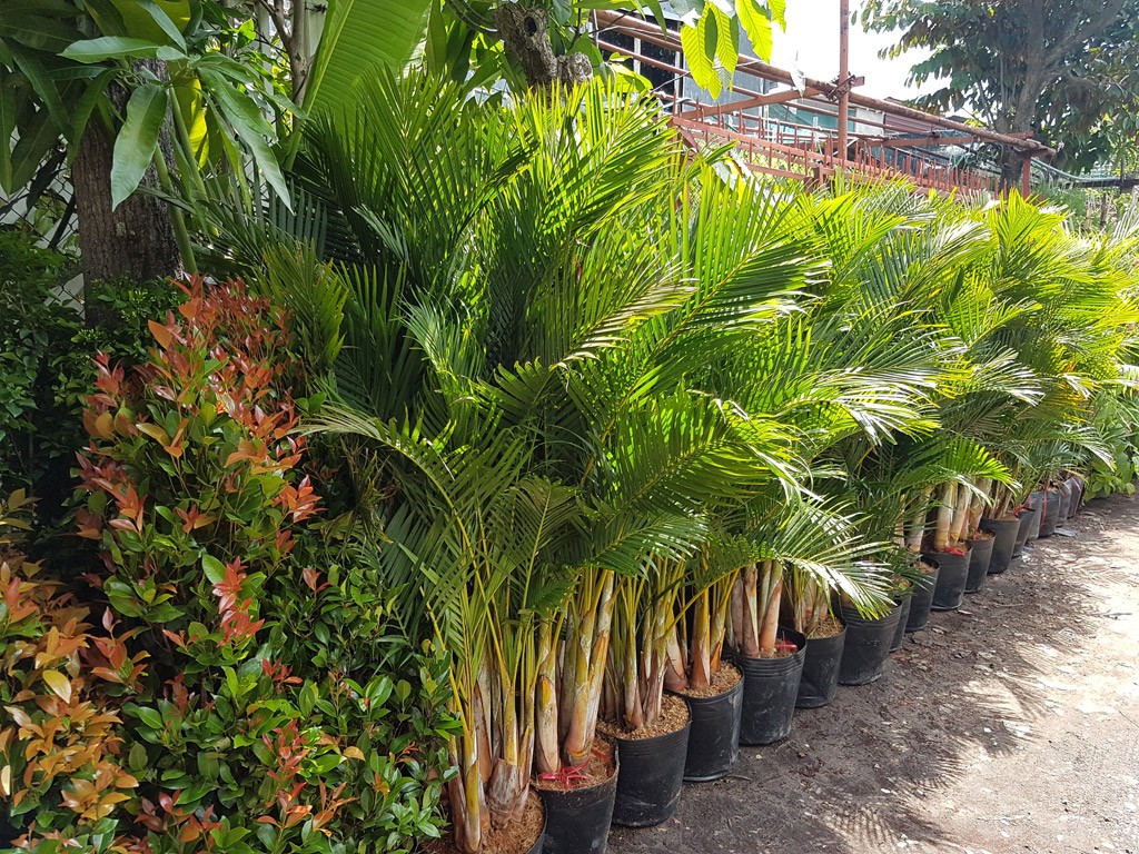 CAU LỤA VÀNG Cây đẹp giá lại rẻ, nhắn tin cho shop để được tư vấn chi tiết