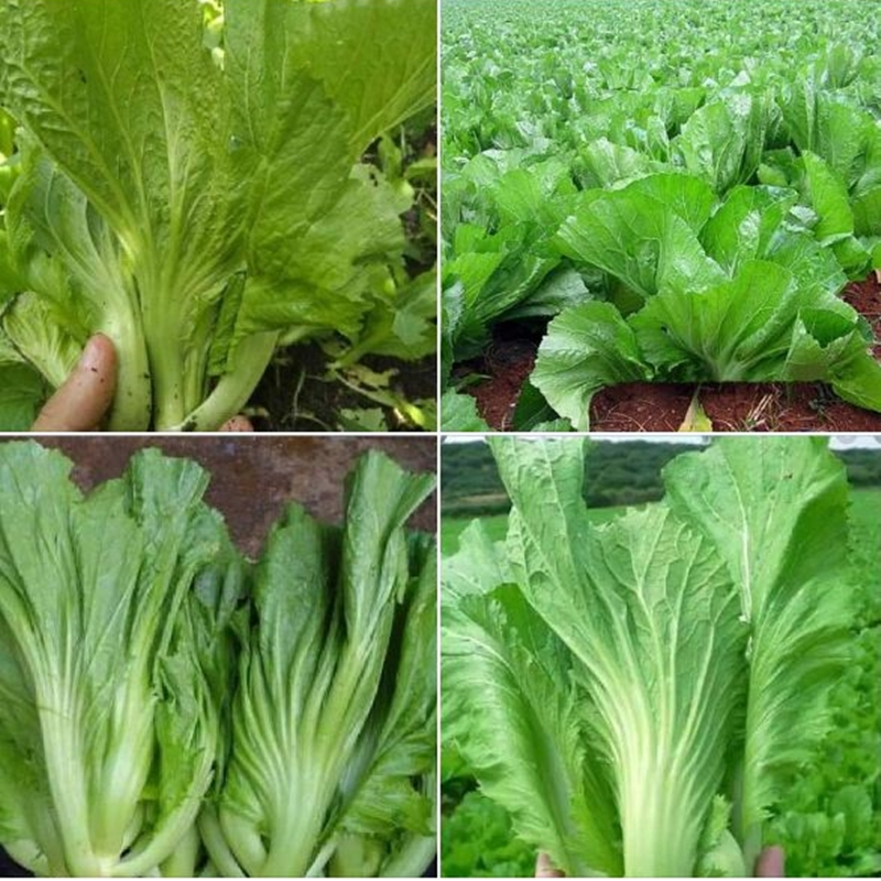 Hạt Giống Cải Bẹ Dưa (Cải Tòa Xại) - 20Gr