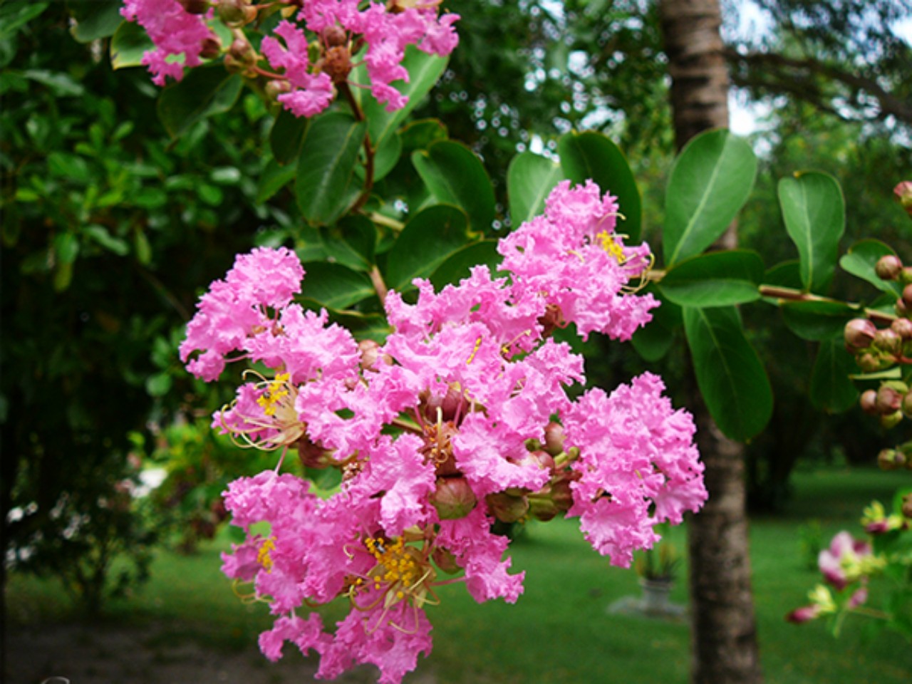 Combo 2 cây Hoa Tường Vi