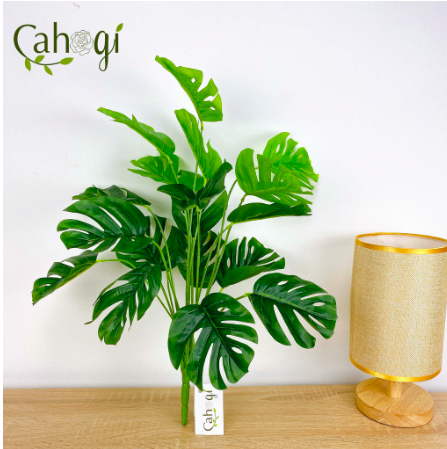 Cây trầu bà lá xẻ cao 1m