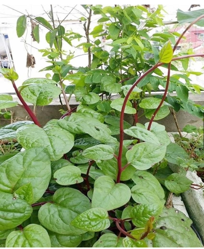 Hạt giống mồng tơi đỏ