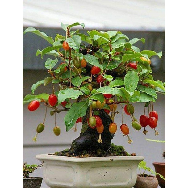 CÂY GIỐNG NHÓT NGỌT CHERRY SIÊU SỚM ( giao siêu nhanh cam kết chất lượng)
