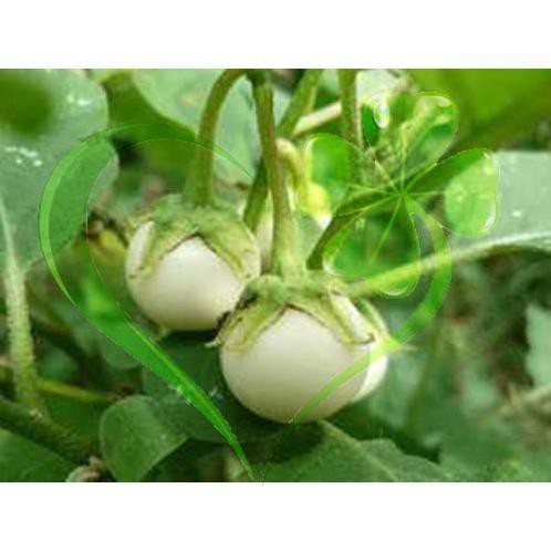 Hạt giống cà pháo trắng - gói 1 gram