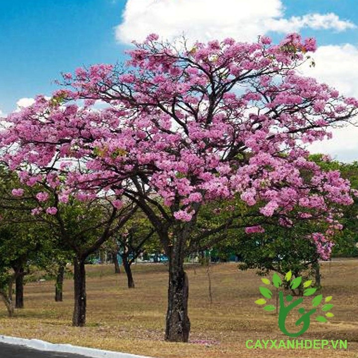 CÂY KÈN HỒNG GIỐNG