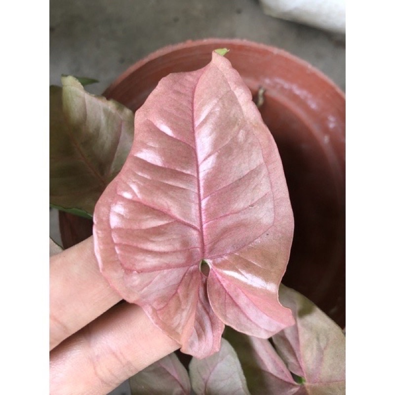 Cây giống trầu bà hồng