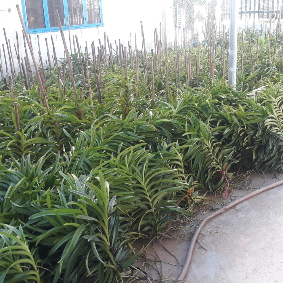5 cây lan giống mokara màu đỏ-shop148