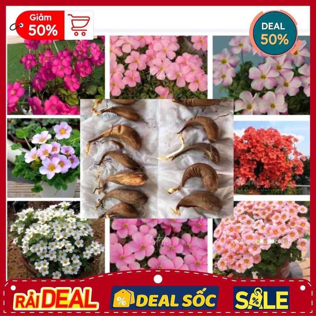 Củ hoa oxalis (5 củ giá sỉ)