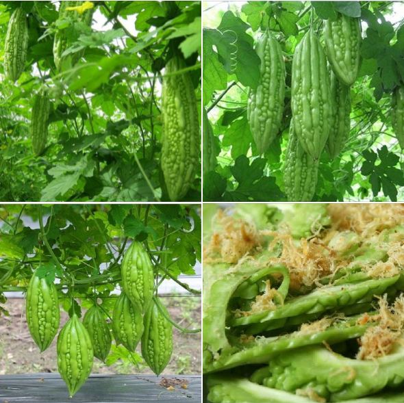 Hạt giống khổ qua mỡ ta f1 - gói 10 hạt