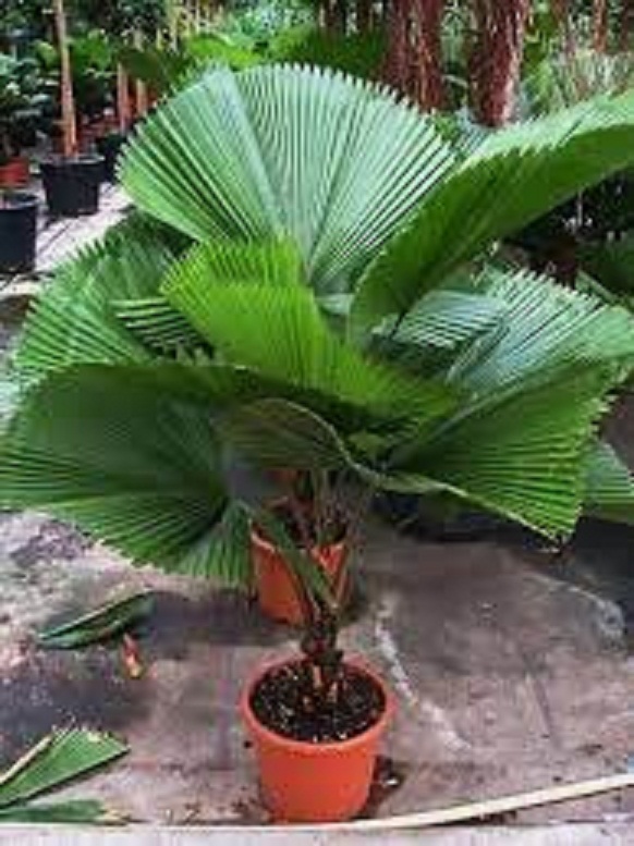 CÂY KÈ NHẬT (CÂY CỌ NHẬT ),CÂY KÈ NHẬT (CÂY CỌ NHẬT ) - BẦU CÂY GIỐNG