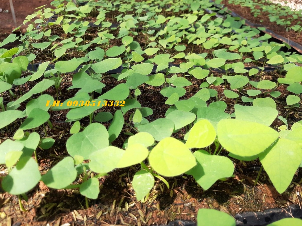 HẠT GIỐNG LA SƯƠNG SÂM LÔNG 1000 HẠT