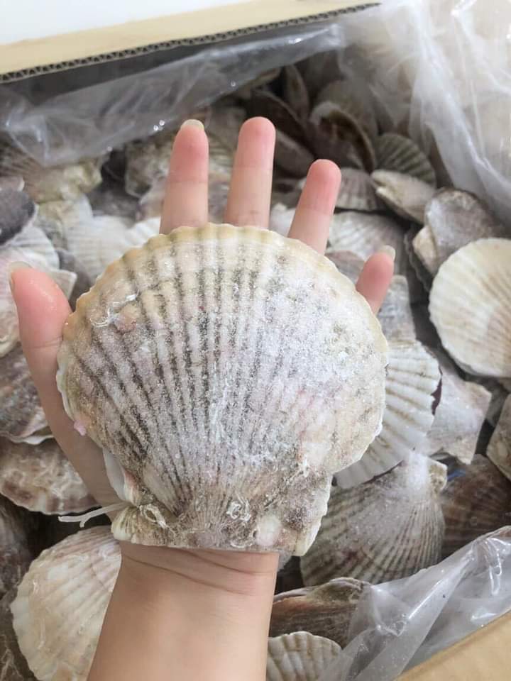 ￼Sò điệp Nhật nguyên Con 1kg (7-10 con giao tphcm)