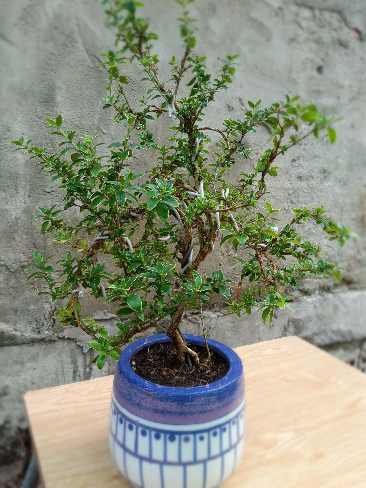 bạch tuyết mai bonsai trung