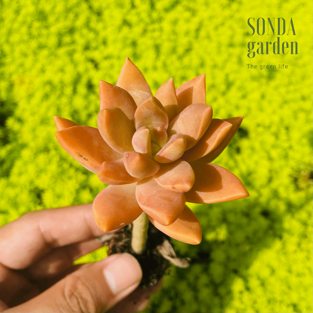 SEN ĐÁ ĐÁ ĐỎ CỔ THỤ SIZE MINI, LỖI 1 ĐỔI 1