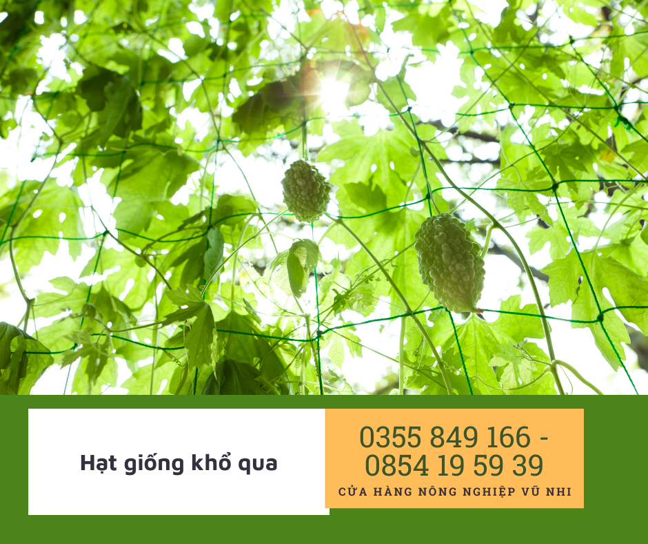 Hạt giống Khổ qua F1