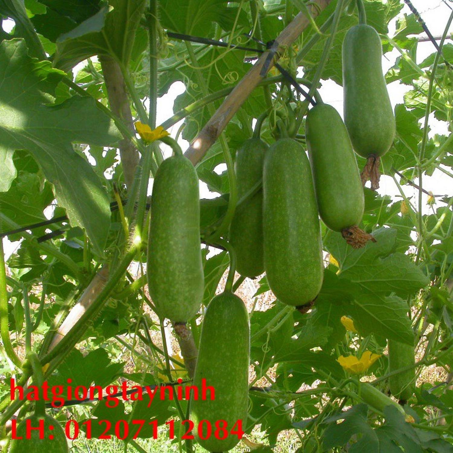 Hạt giống bí đau chanh gói nhỏ