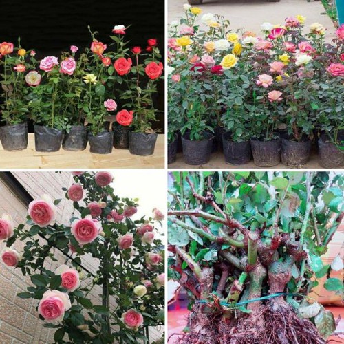 GỐC HOA HỒNG ĐÀ LẠT, HỒNG NGOẠI, DỄ TRẦN ĐÃ ĐƯỢC KÍCH RỄ, NHIỀU MÀU HOA CÂY TO KHỎE