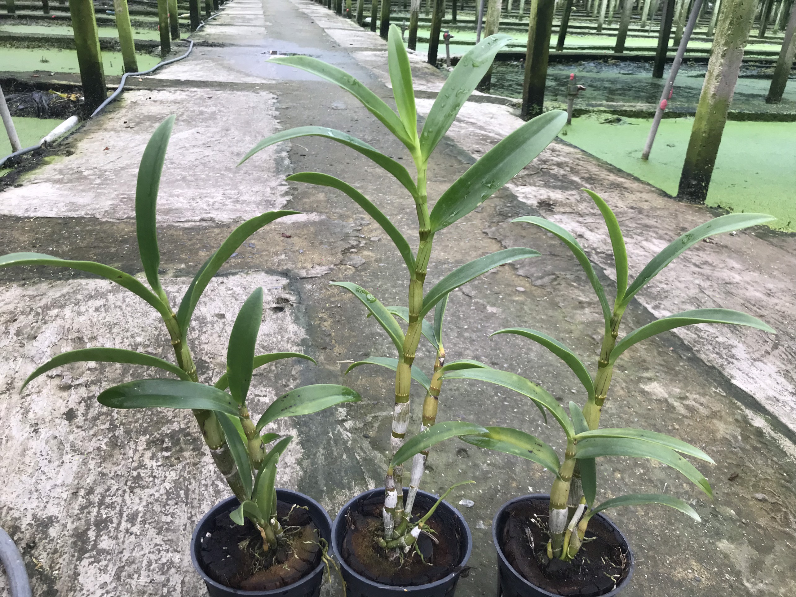 Hoa lan hắc long xưa