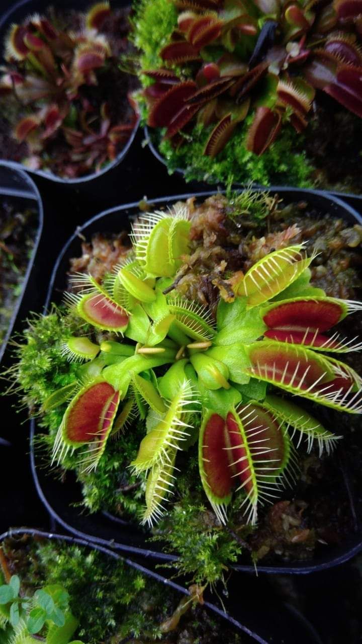 cây bẫy kẹp