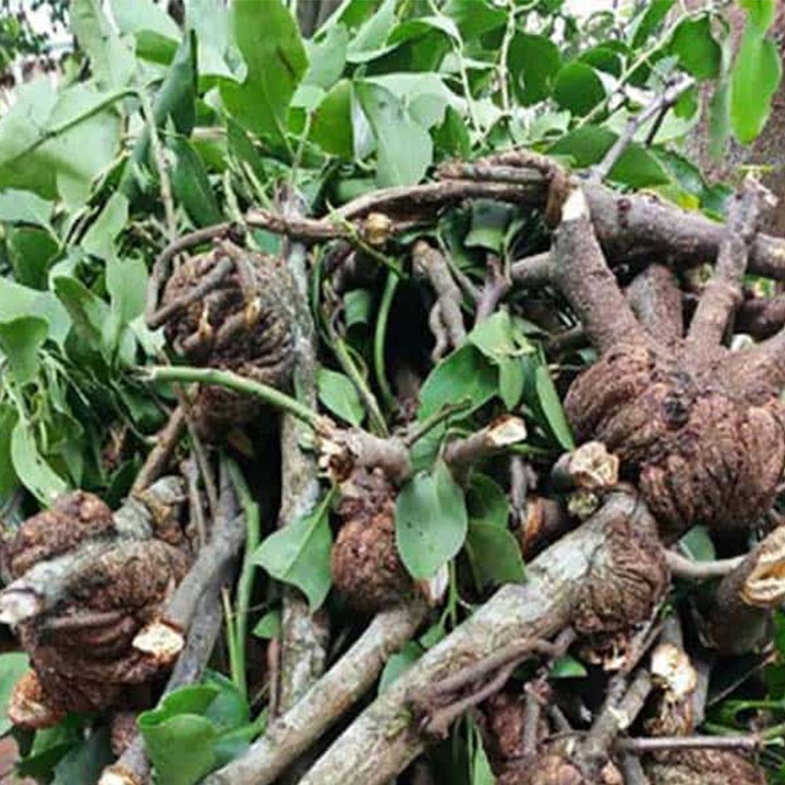 cây tầm gửi gạo khô 1kg