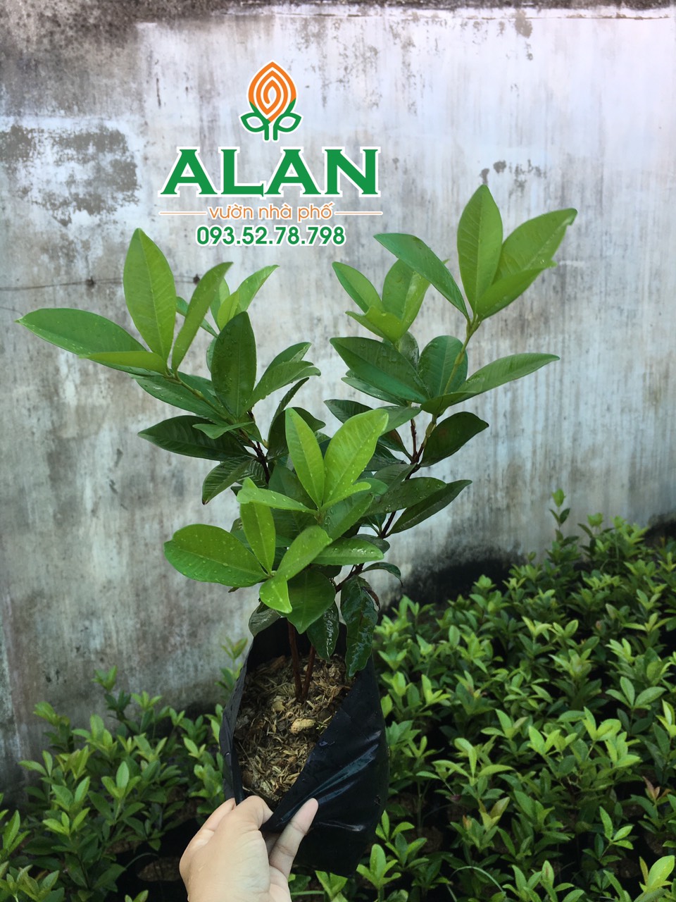 Cây Cherry Brazil (giống phân nhánh)