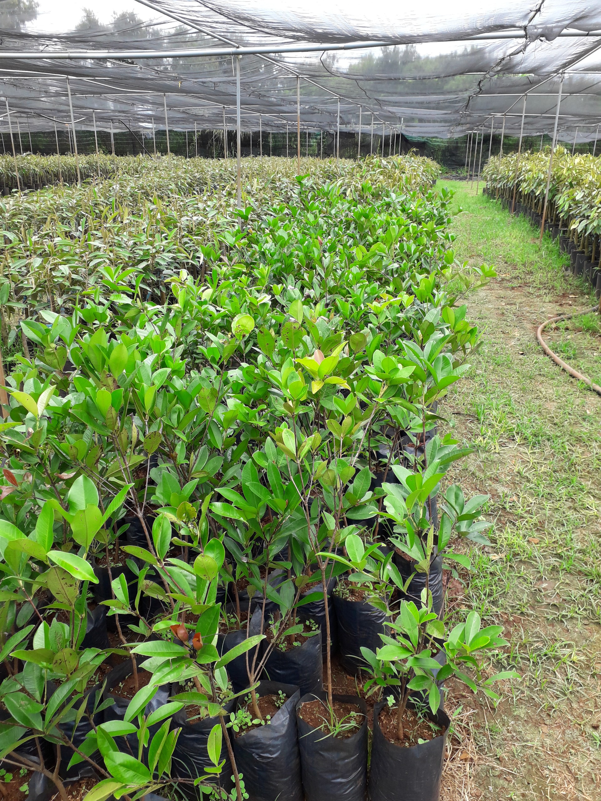 Cây giống Cherry Anh Đào MỸ THẾ HỆ MỚI. [ BẦU TO, SIÊU QUẢ, CÂY CAO 1M ]