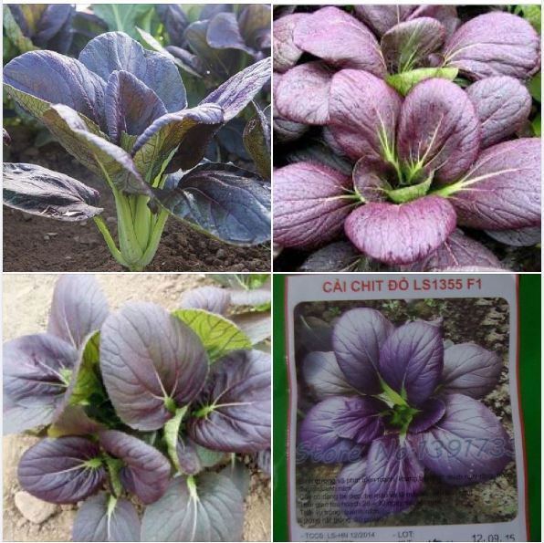 High Yield Red Mustard Seeds - Pack of 300 Seeds