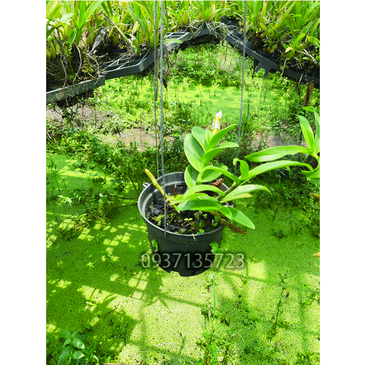 [HCM]cây lan giả hạc rừng ( mặt bông xổ )