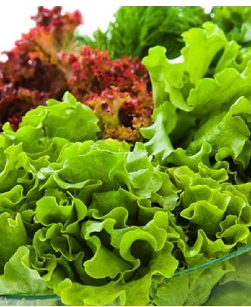 Hạt giống xà lách dúm vàng