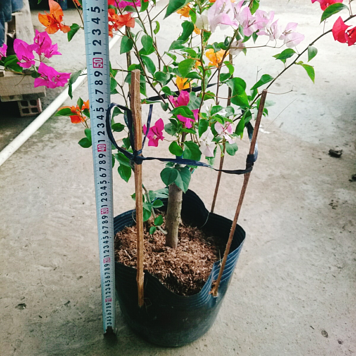 Cây Hoa Giấy Ngũ Sắc (Chuẩn đẹp 100%) - cây cảnh để bàn